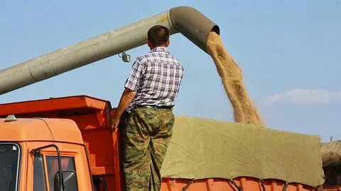 Квота на зерно минсельхоз