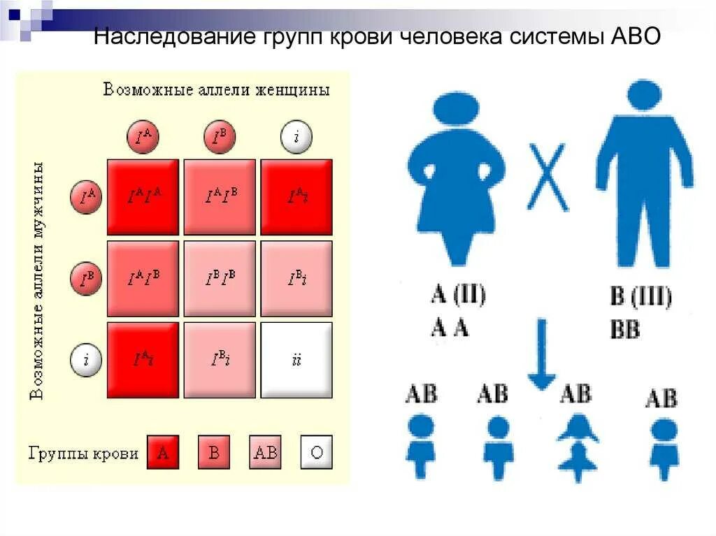 2 3 мужчинам 1 жена. Схема наследования групп крови. Генетическая схема наследования групп крови. Наследование групп крови у человека таблица. Группа крови родителей и ребенка таблица наследования.