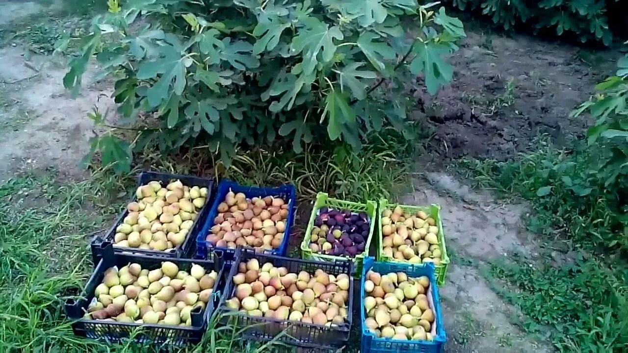 Замораживают ли инжир на зиму. Укрытие инжира. укрытие инжира на зиму. инжир в огороде. укрыть инжир на зиму.