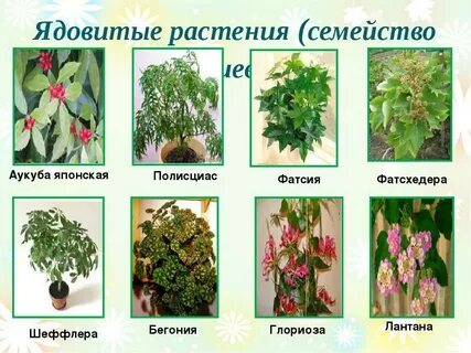 Растения опасные для жизни и здоровья