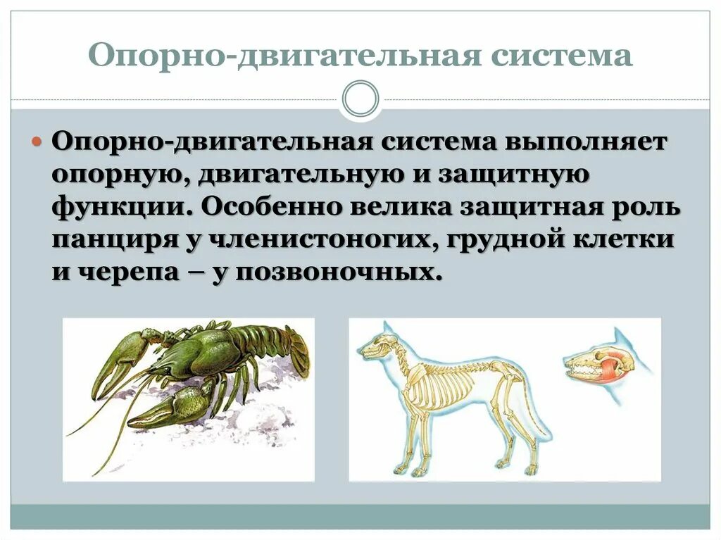 Функции позвоночника у млекопитающих