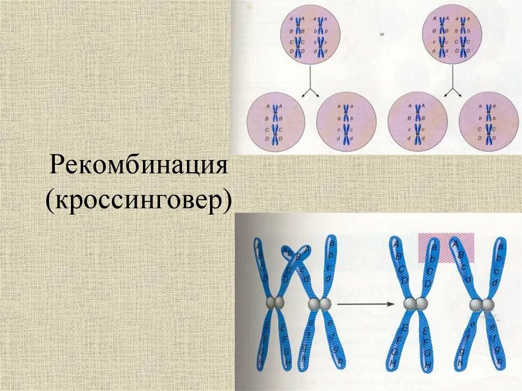 Определение рекомбинации