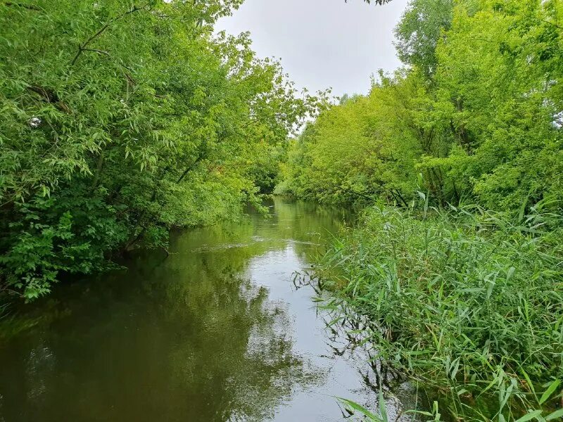 россошь детка