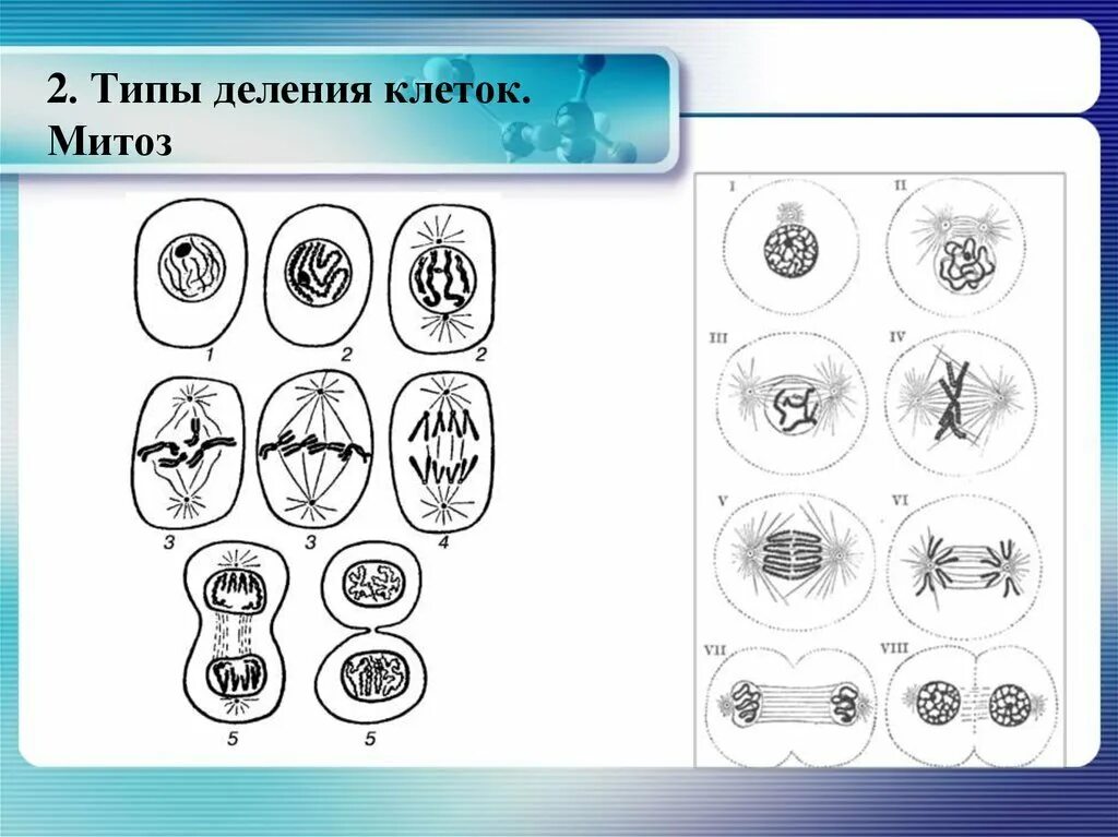 Типы деления клеток митоз. Фазы митоза рисунки. Схема митоза биология 9 класс. Митотическое деление клетки рисунок. Действия деления клеток