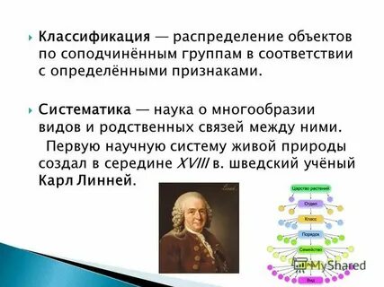 Кто является родоначальником систематики