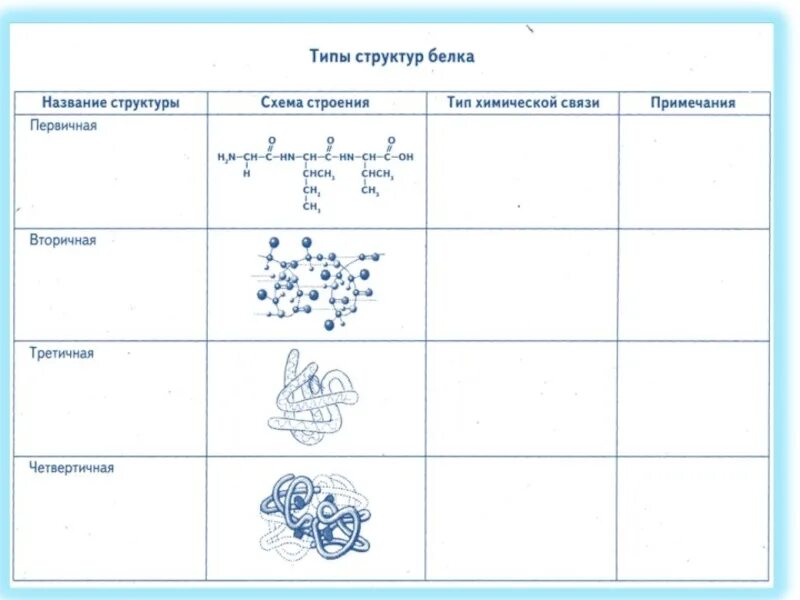 Структура белков таблица 10 класс химия. Структура белка химия 10 класс. Структуры белка таблица. Белки таблица химия 10 класс. Название 3 белков