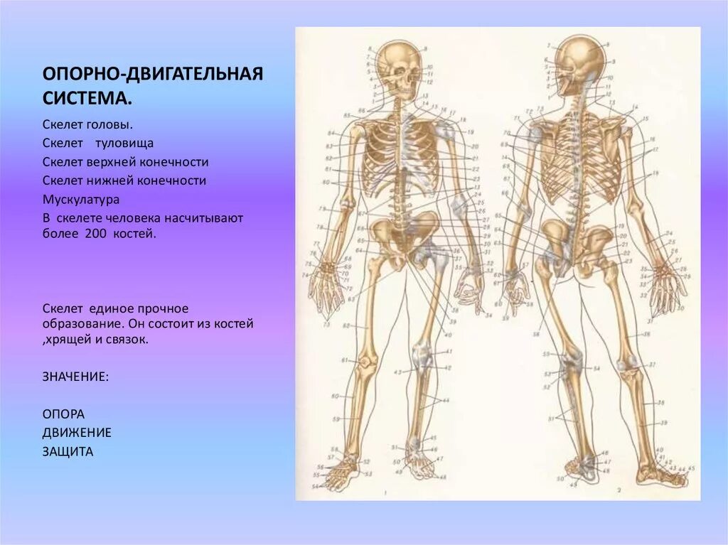 Опорно двигательная система строение кости. Опорно двигательная система скелет верхней конечности. Опорно двигательная система состав строение костей. Опорно двигательная система кости скелета.