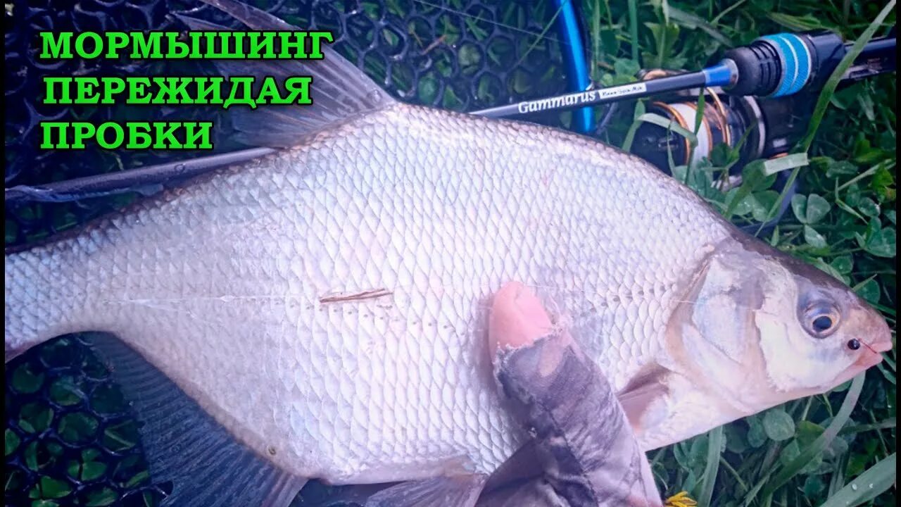 Gammarus nano spin. Спиннинг gammarus 0.1-0.6gr.186 cm. спиннинг gammarus 0.1-0.6. gammarus 0.1-0.6gr.186.