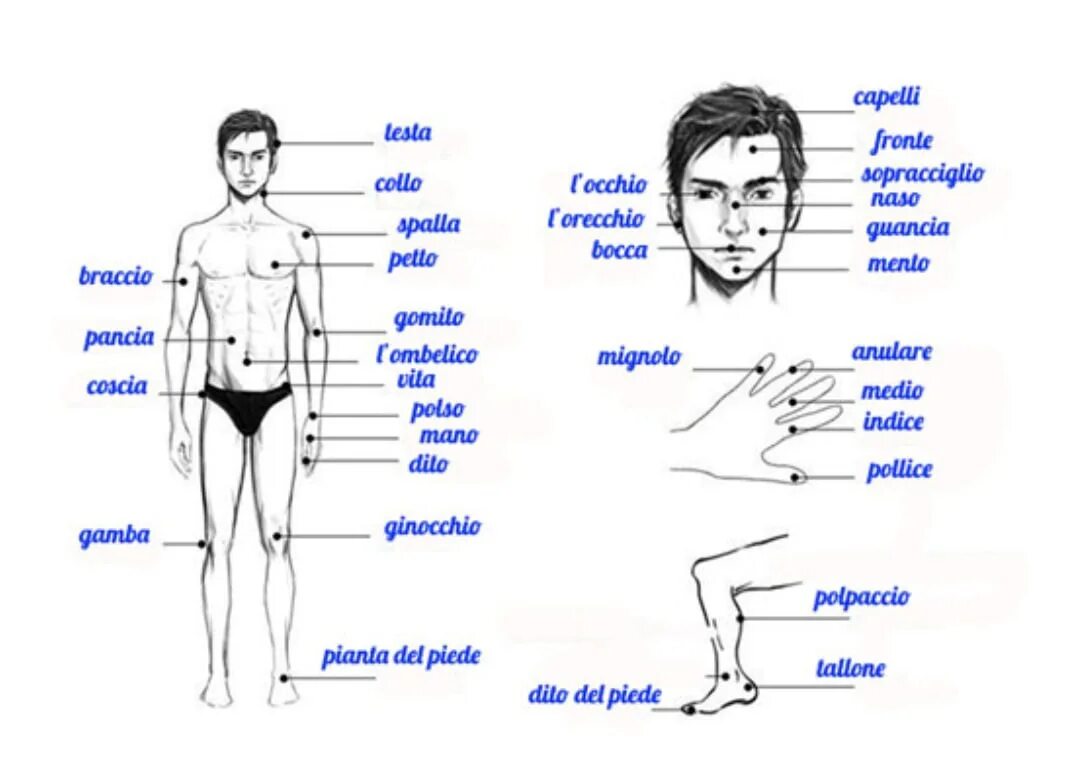 Части тела на итальянском языке. Части лица на итальянском языке. Части тела по итальянски. Тело человека на итальянском.