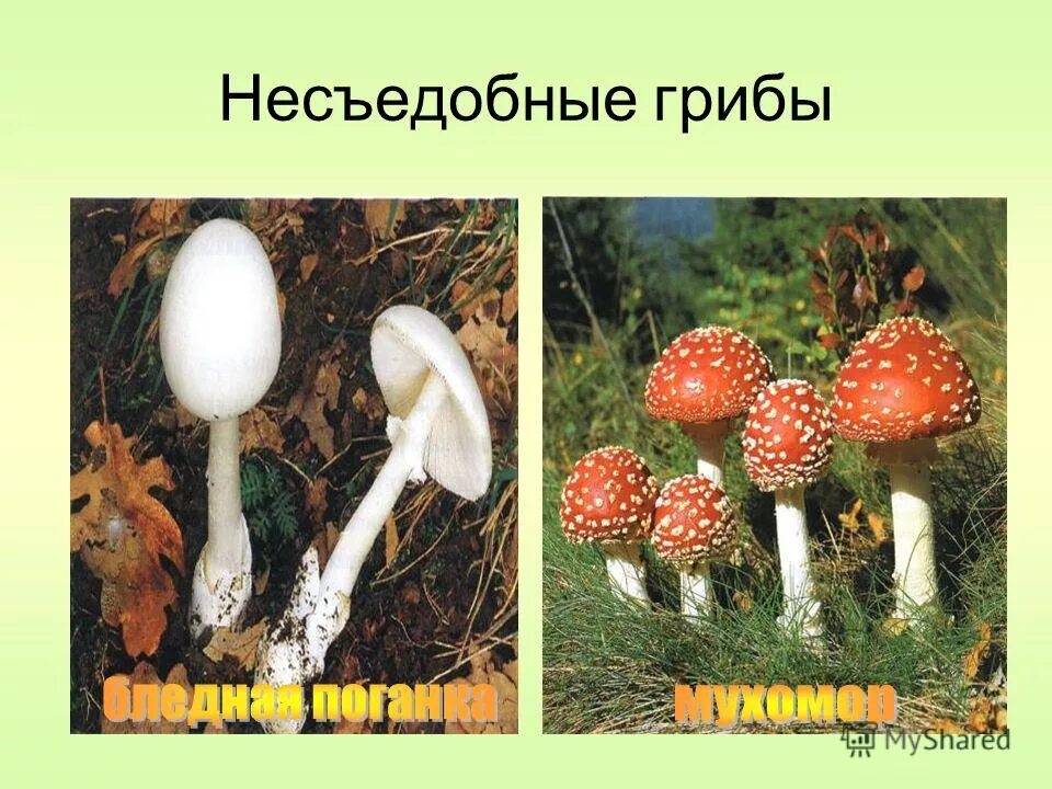 Несъедобное можно. Съедобные и несъедобные грибы ХМАО. Грибы не съедобные и несъедобные в жизни человека. Лесные растения с несъедобными грибами. Несъедобные растения и грибы Онека белая.