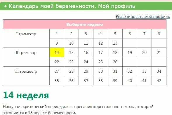 Триместры беременности по месяцам и неделям. Триместры беременности по неделям и месяцам таблица. Недели и триместры беременности таблица. Триместры беременности по неделям таблица. Когда заканчивается 3 триместр