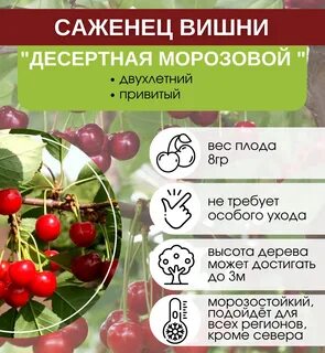 Вишня морозовка морозостойкость