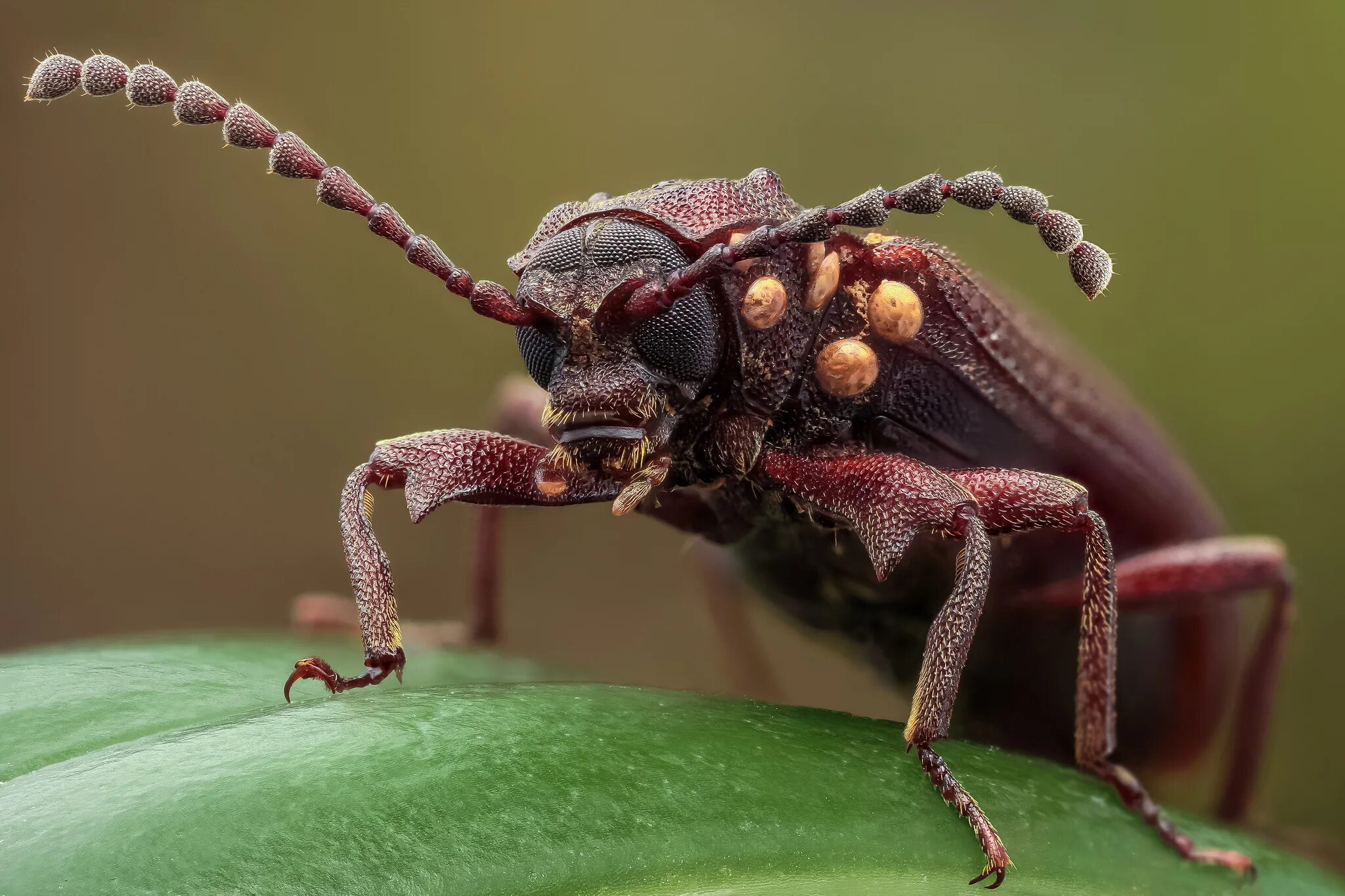 Insect legs. Кадмал индийское насекомое. Жук Оглоед. Жук Кабуто. Долгоносик макрофото Жук макро.