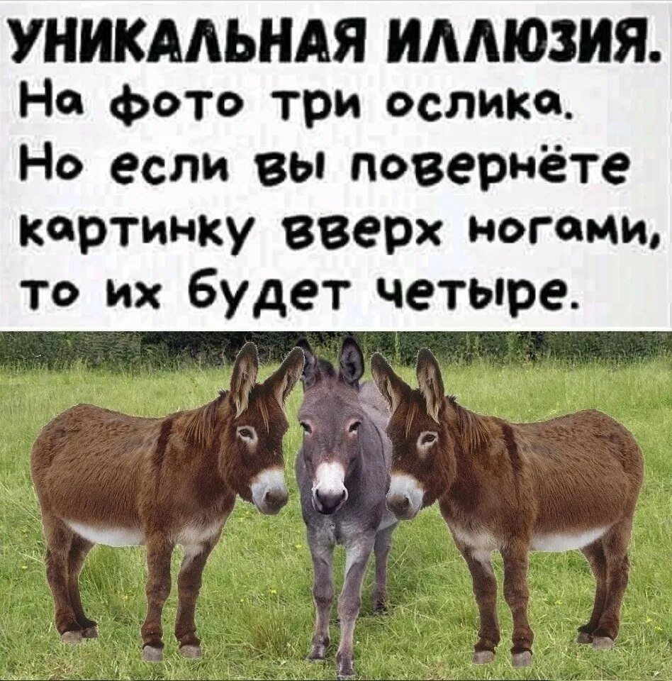 Задача сколько осликов. Шутки про осликов. уникальная иллюзия про осликов. смешной анекдот про осла. три ослика.