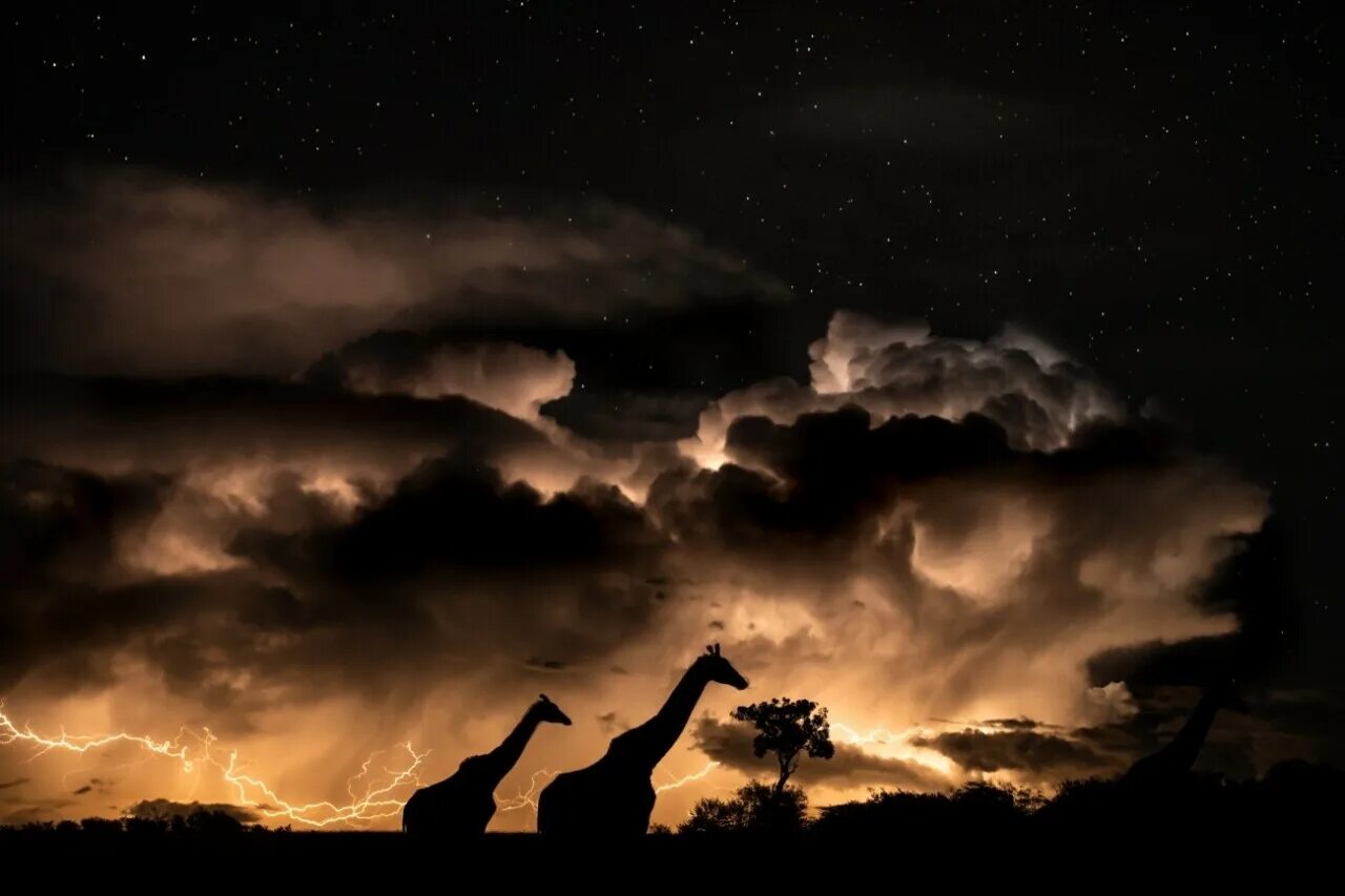 Savannah storm