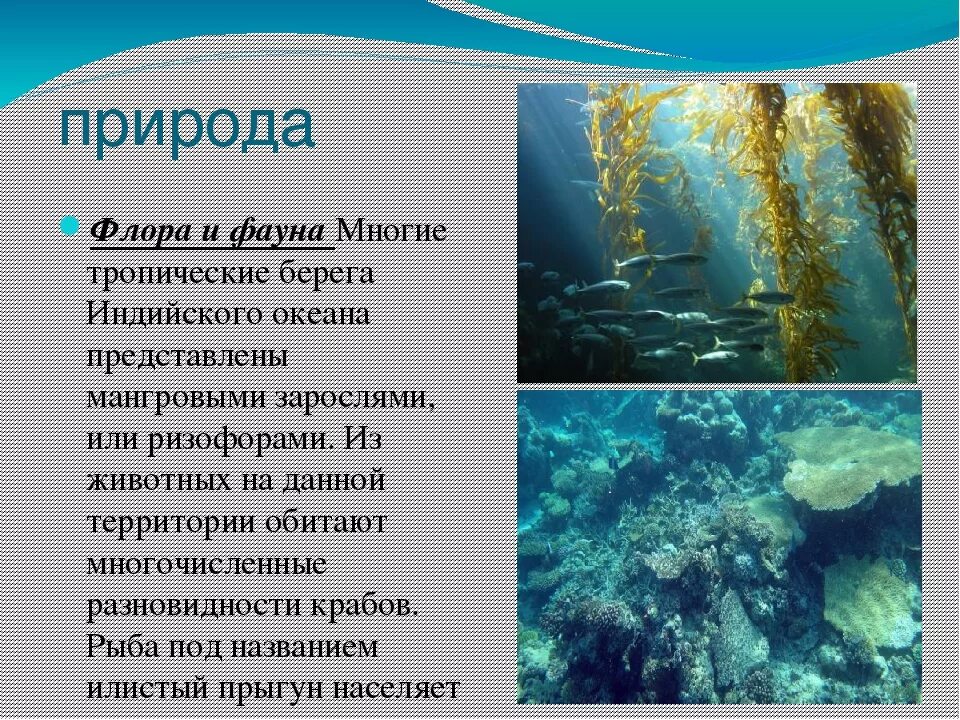 Сообщение жизнь в океане 6 класс кратко