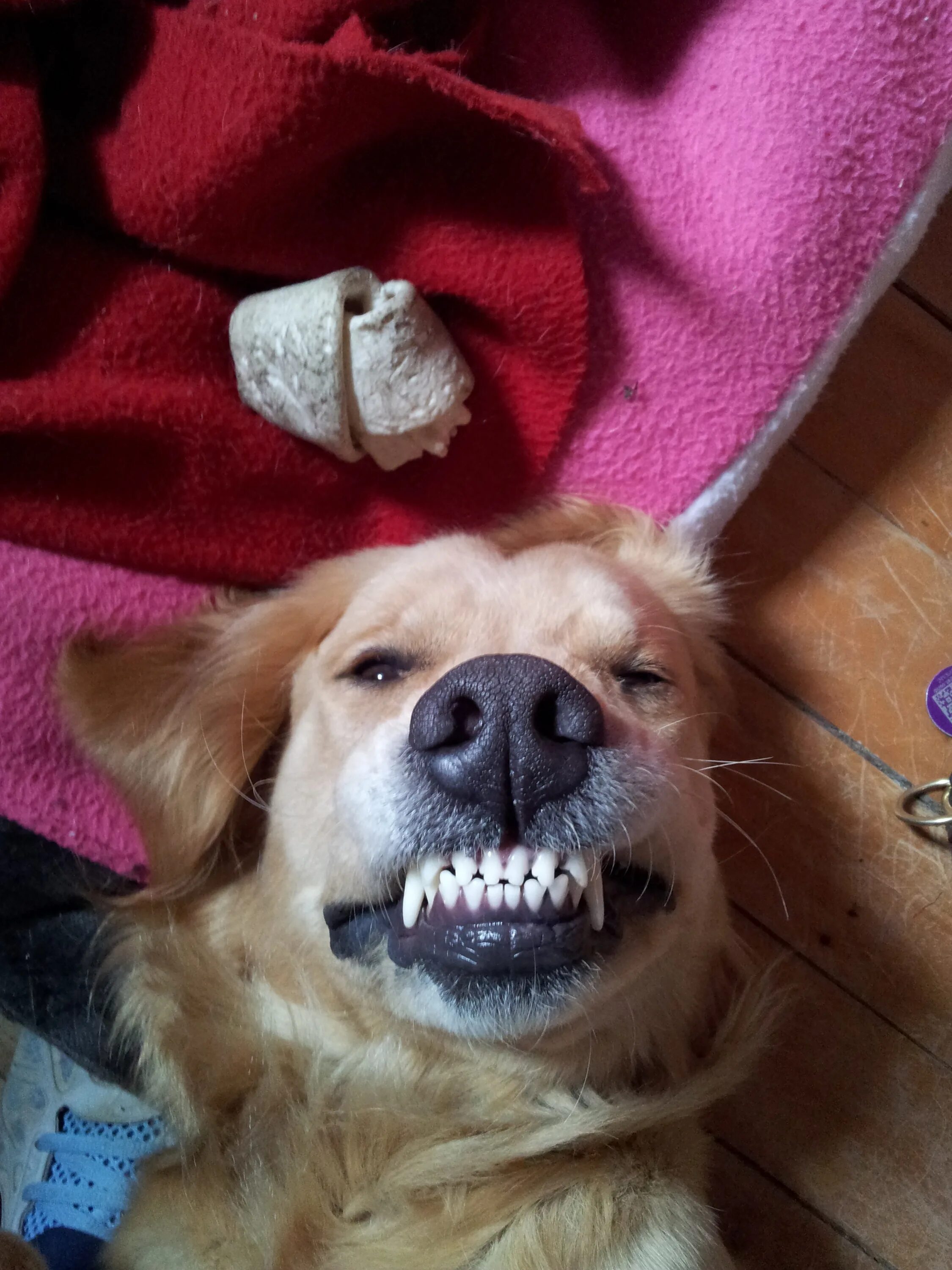 Золотистый улыбающийся пес. Золотистый ретривер улыбака. Собака улыбака ретривер. Собака улыбается с зубами. Зубы золотистого ретривера.