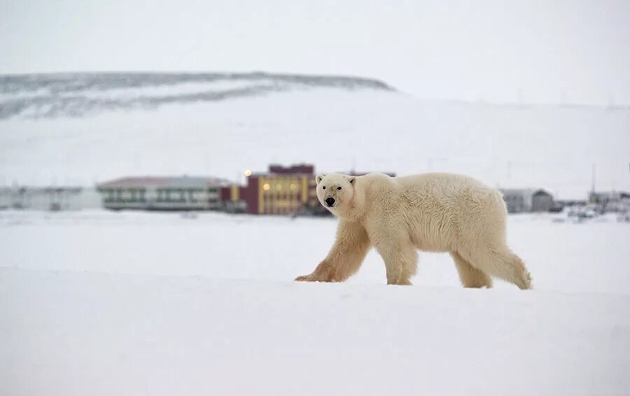 рыркайпий чукотка белые медведи. янао. белые медведи чукотка эгвекинот. белый медведь на чукотке. как чукчи называют белых медведей.