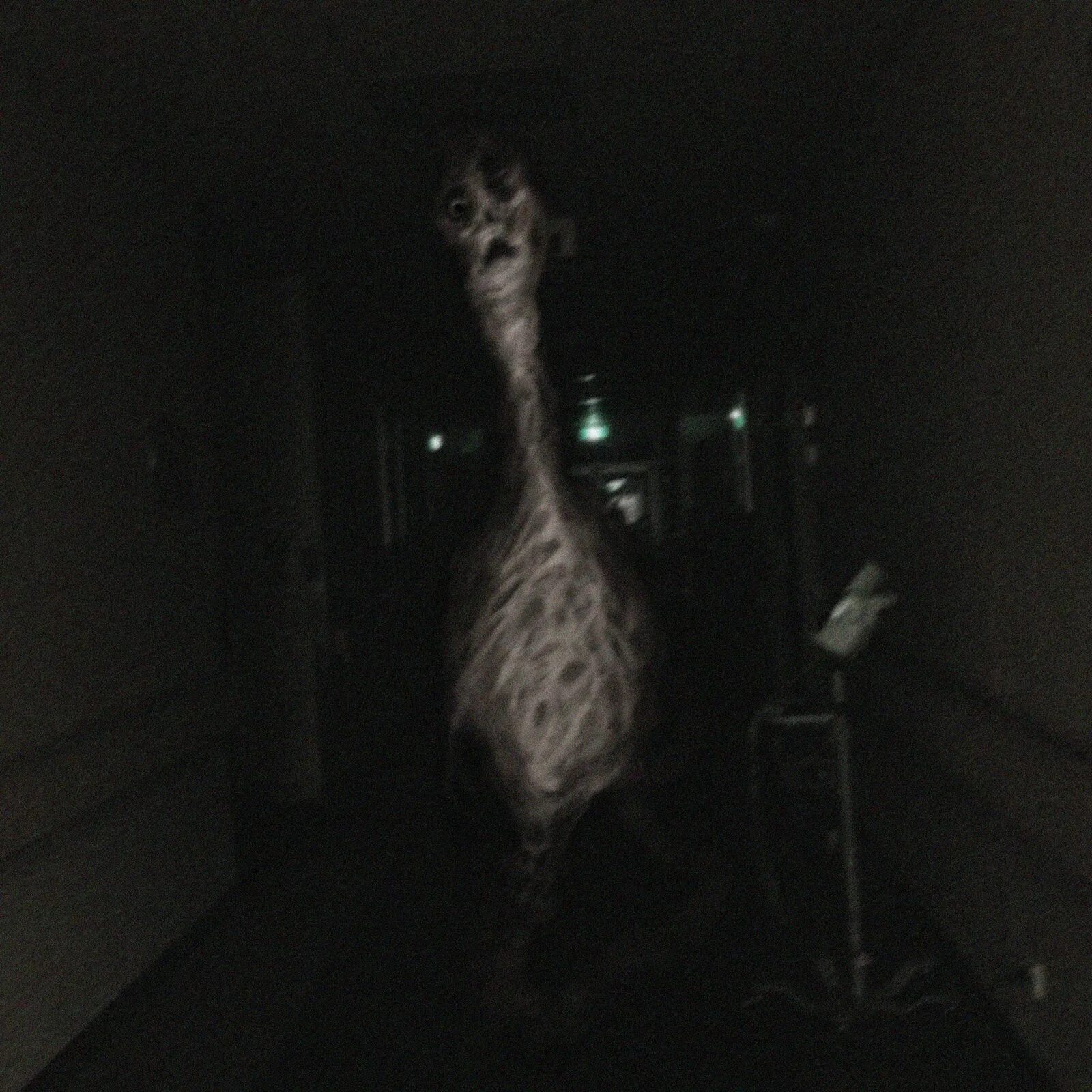 Scp 890 chicken