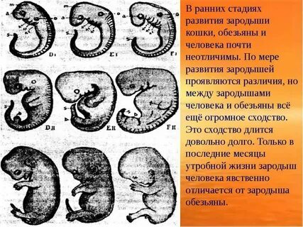 В какой среде развивается зародыш
