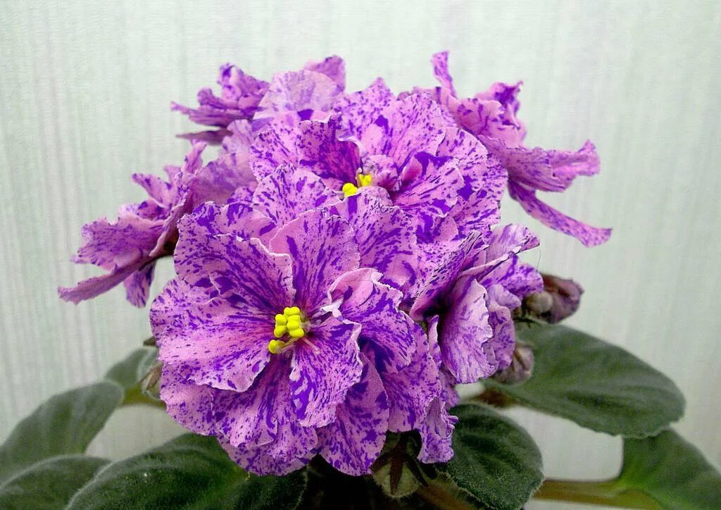 Фиалка химера. Выставка фиалок. Сенполия узамбарская фиалка. Сенполия узамбарская фиалка. Цветы фиалка узамбарская.