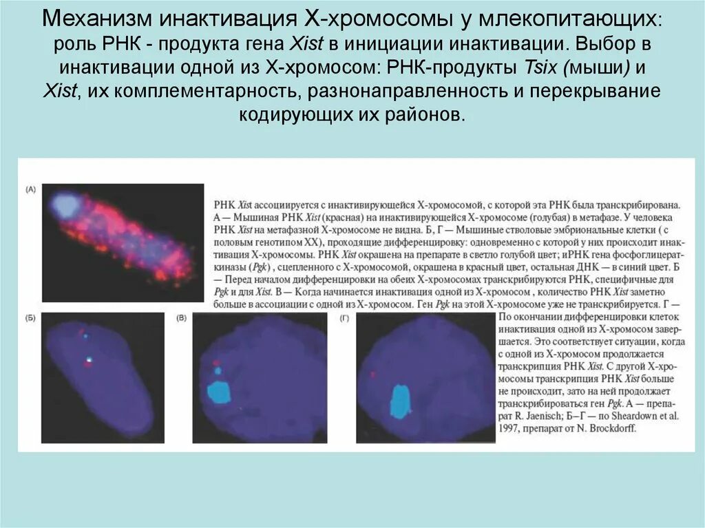 Инактивация х хромосомы