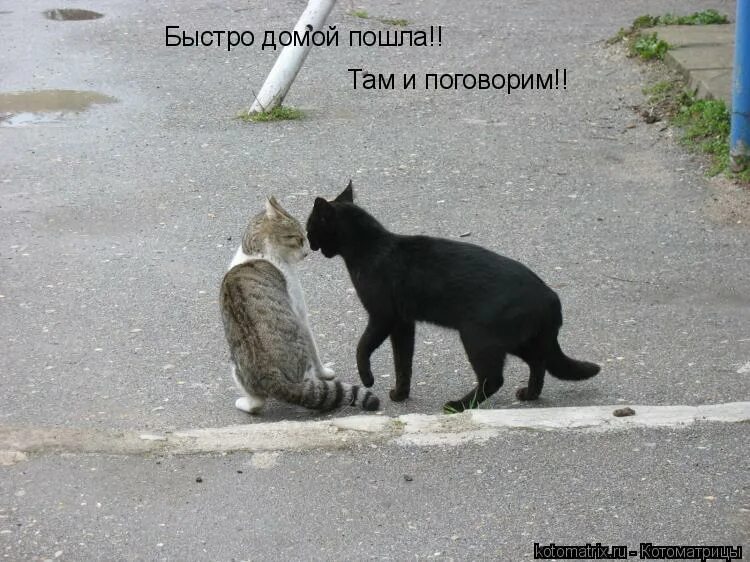 давай домой. дам домой другу. дам домой другу. давай домой. быстро домой картинки смешные и прикольные.