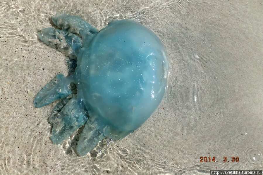 медуза аурелия розовая. медуза корнерот в черном море. медузы в оаэ. аурелия корнерот цианея. голубая медуза в эмиратах.