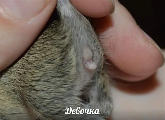 Как определить пол дегу. Дегу и шиншилла.