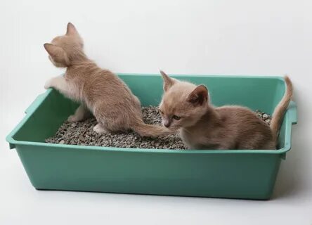 Как приучить котенка к лотку с наполнителем