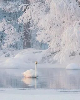 Вода белый зима