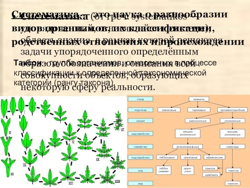 Многообразие организмов и их классификация. Многообразие органического мира систематика. Многообразие органического мира биология. Принцип систематизации многообразия органического мира. Схема органического мира.