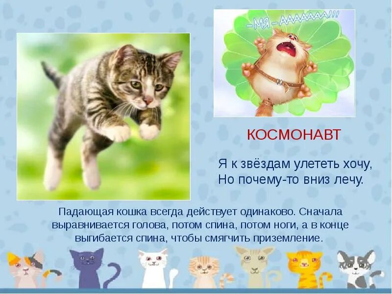 Предложения слов кошек. Детский проект про кошку. Загадка про кошку для дошкольников. Презентация о кошках для детей. Презентация кошки для дошкольников.