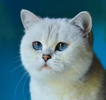 Кот породы шиншилла