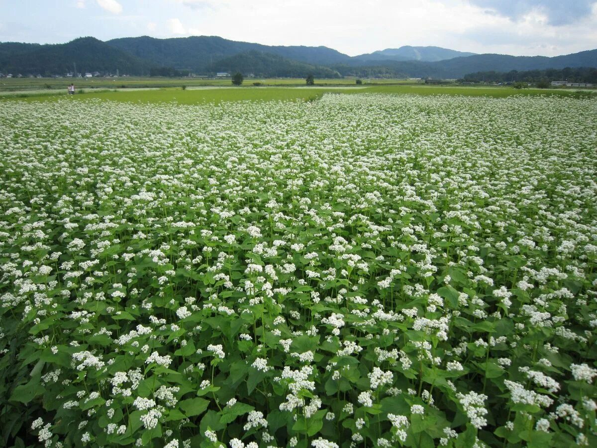 Белые цветы в поле. Ромашковое поле. Поле цветет белым. Ромашковый луг лукоянов. Поле из белых цветов.