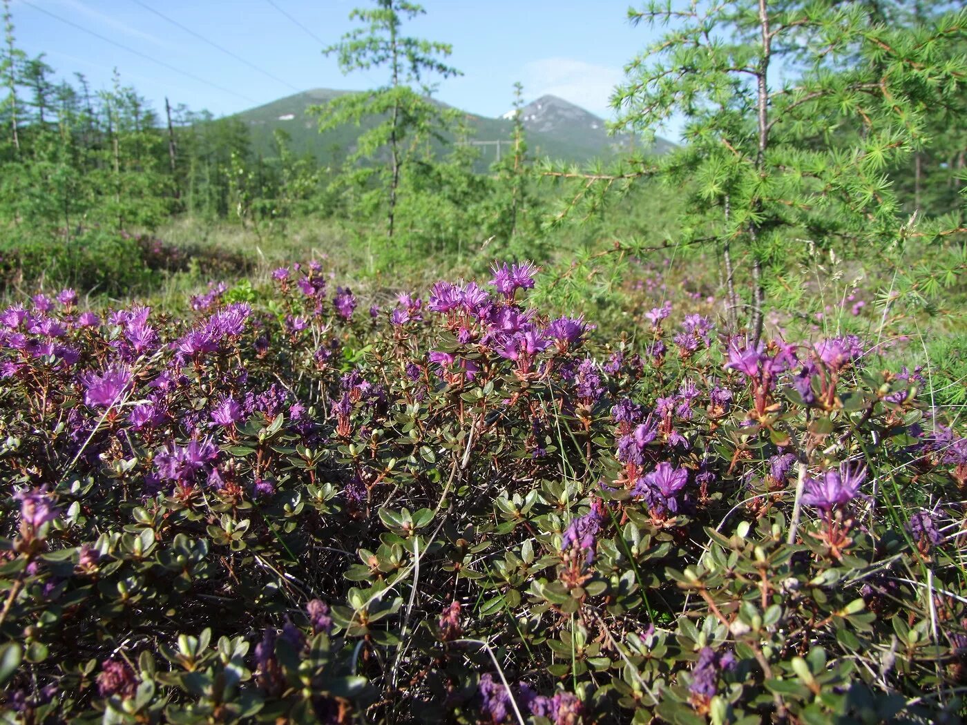 Рододендрон камчатский. Рододендрон лапландский. Рододендрон магадан. Рододендрон камчатский. Золотистый рододендрон на камчатке.