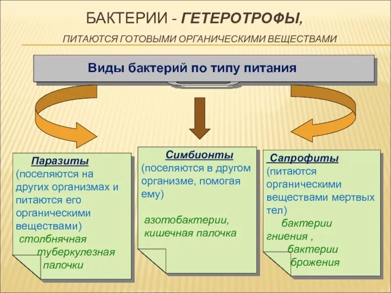 Способ питания серобактерий. Бактерии гниения по способу питания. Бактерии среда обитания таблица. Бактерии гниения по способу питания. Великий круговорот жизни.