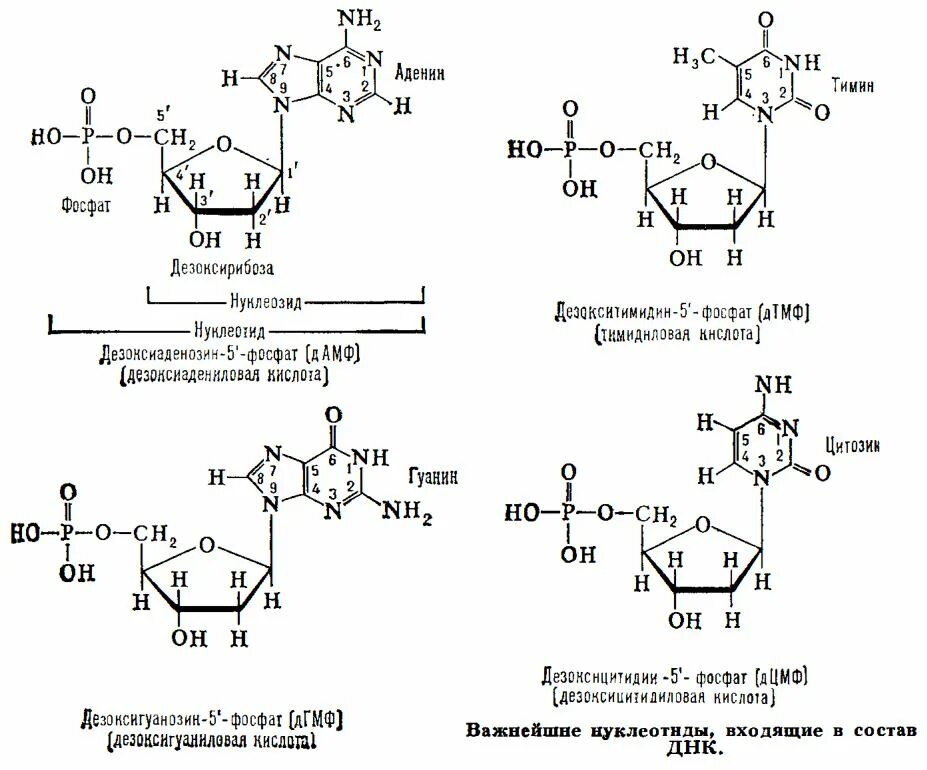 Формула нуклеотида РНК. Схемы получения нуклеотидов гуанина. Схема строения нуклеозида. Нуклеотид содержащий гуанин.