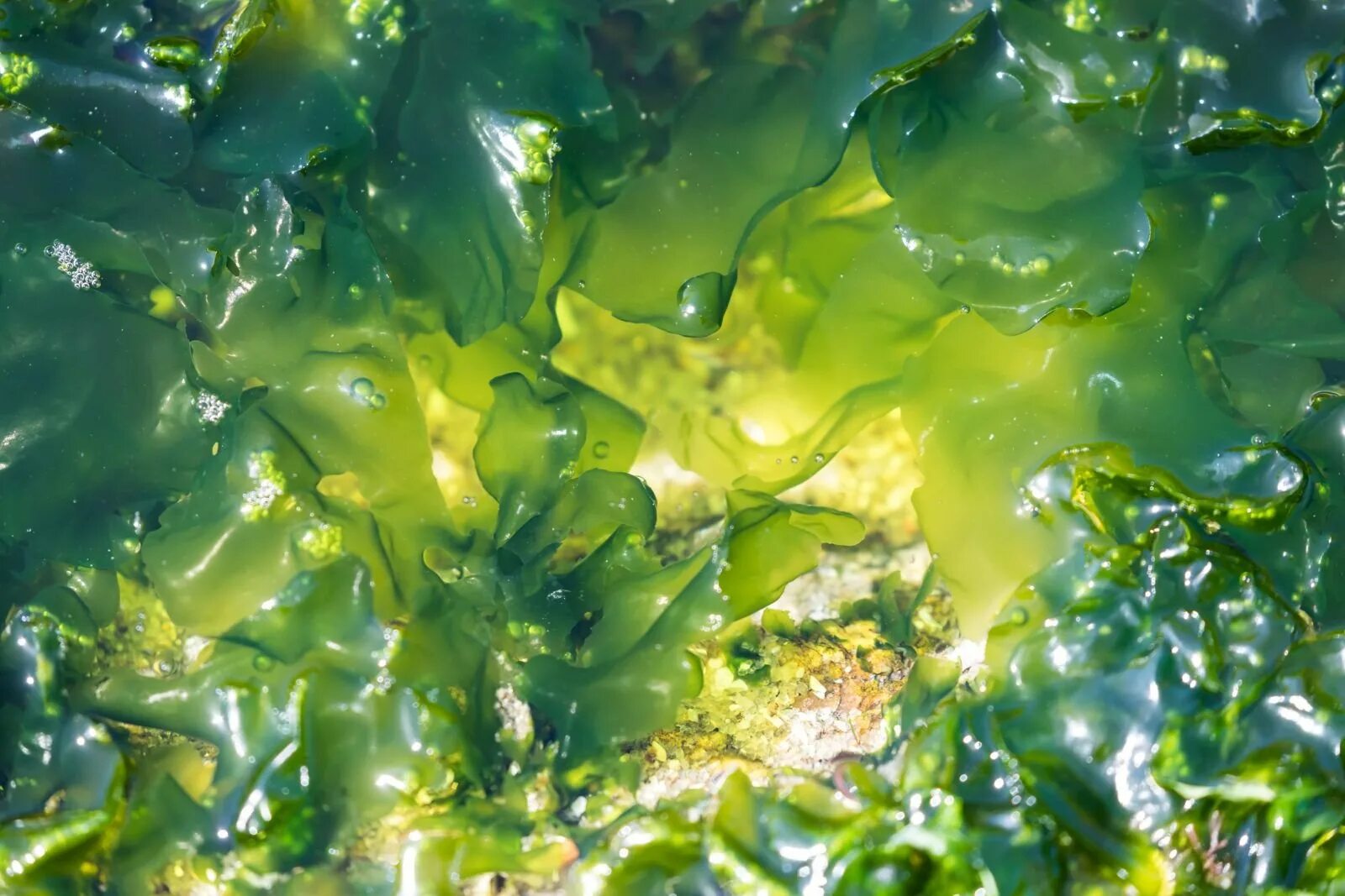 Ламинария зеленая. Seaweed водоросли. Arthrospira водоросли. Густые водоросли.