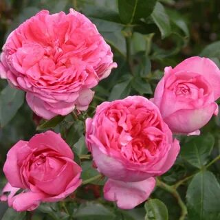 La rose des