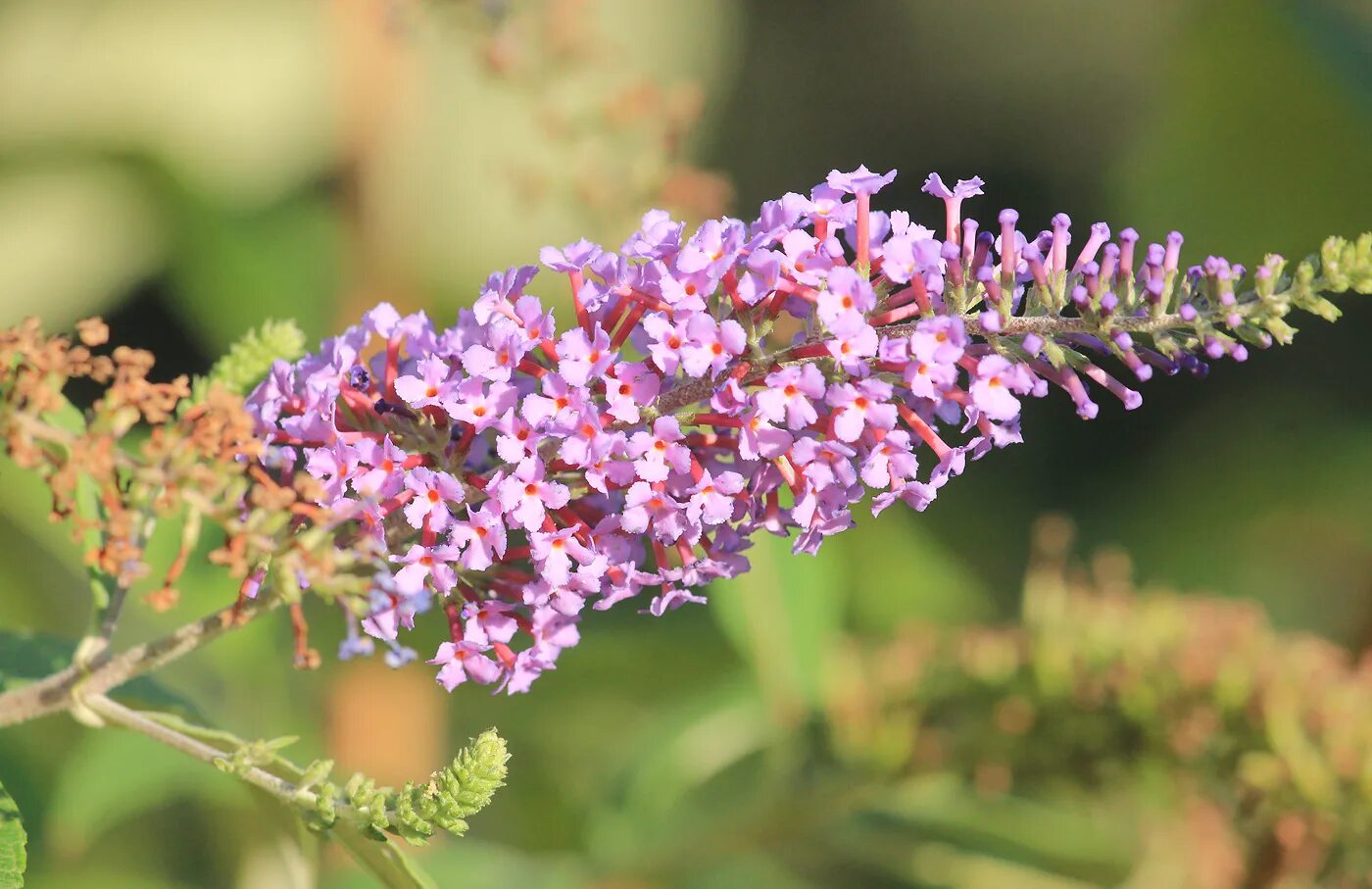 Buddleja davidii. Буддлея Давида адонис Блю. Буддлея Давида Райский сад. Буддлея соцветие.