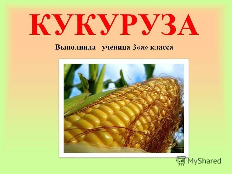 Кукуруза доклад 3 класс. Презентация про кукурузу для детей. Ljrkfl j rerehepr. Кукуруза доклад. Кукуруза слайд.