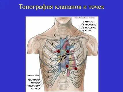 Топография сердца