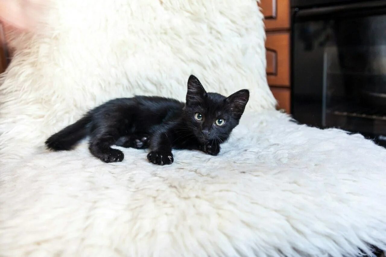 Черные котята во сне к чему снятся. Черный котенок. Маленький черный котенок. Кошки маленькие черные. Домашние черные котята.