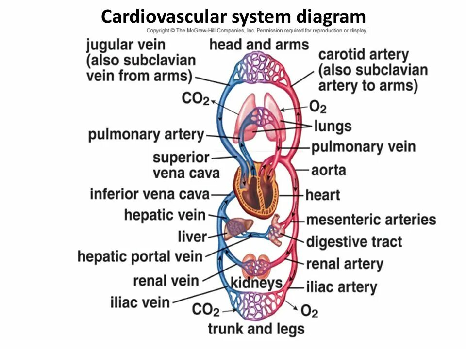 Cardiovascular System structure. Cardiovascular System components. Cardiovascular System conclusion. Cardiovascular system