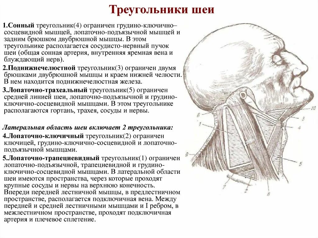 Содержимое шеи. Треугольники шеи топографическая анатомия. содержимое треугольников шеи топографическая анатомия. боковой треугольник шеи топографическая анатомия.