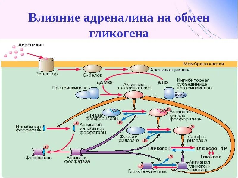 Адреналин углеводы. Обмен углеводов регуляция углеводного обмена. Регуляция метаболизма углеводов. Влияние адреналина. Регуляция углеводного обмена физиология.