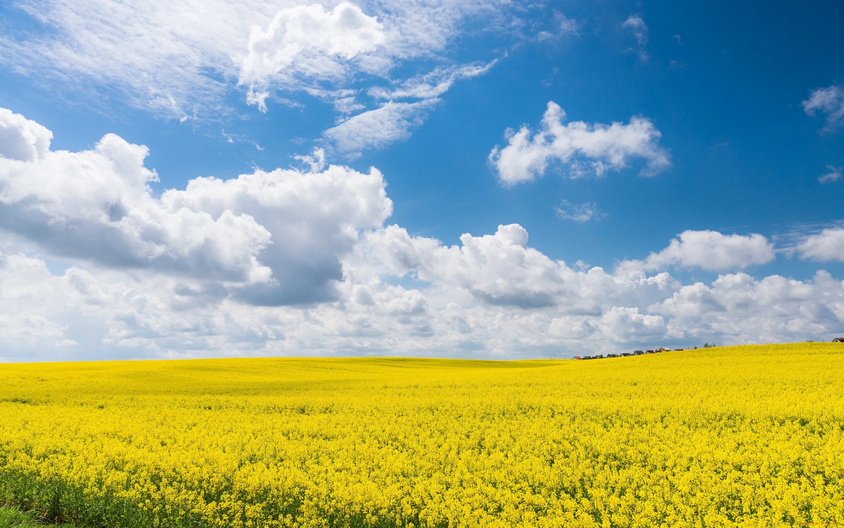 Песню небо голубое поле. Поле и небо. Желтое поле голубое небо. Красивое поле. Желто зеленое поле.