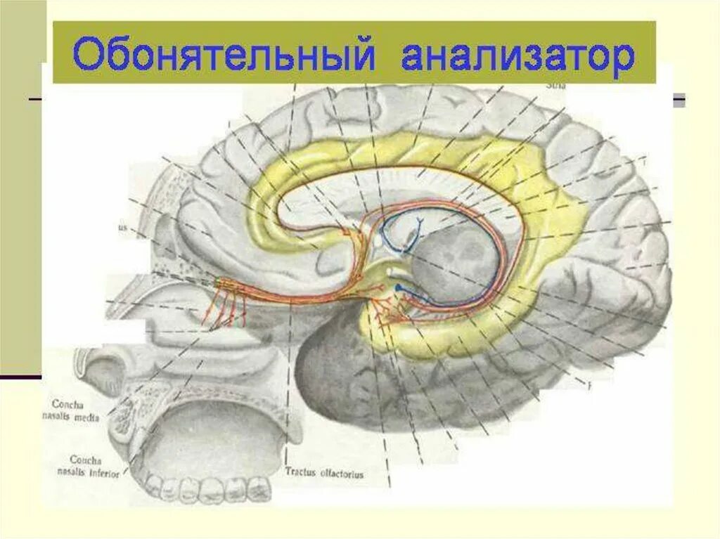 Центральный отдел обонятельного анализатора схема. Корковый центр обонятельного анализатора. Обонятельный мозг анатомия. Обонятельный мозг Центральный и периферический отделы.