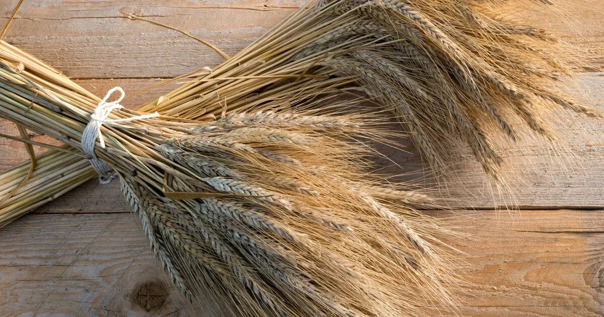 озимая пшеница колос. зерновки полбы. сноп колосьев пшеницы. декор из колосьев. мева сабзавотчилик.